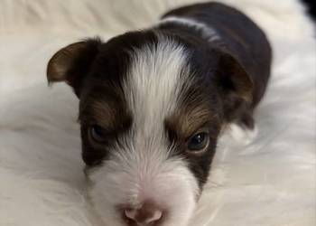 Do Rezerwacji Monte Yorkshire Terier Brio