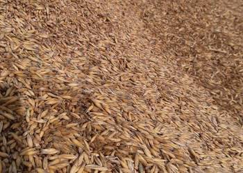 Mieszanka zbożowa Owies + Pszenica.