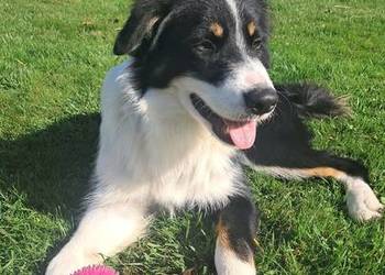 Border Collie - piesek BAGI - z hodowli NEGRESSE