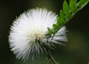 MIMOZA BIAŁA Leucaena Leucocephala - NASIONA 100g