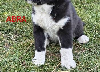 Owczarek środkowoazjatycki Ałabaj Azjata