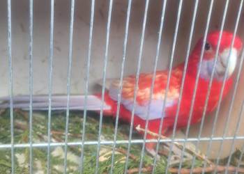 Samiec rozelli krolewskiej