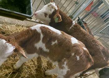 Sprzedam byczki zapraszam Sprzedam byczki zapraszam