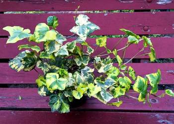 Zwraca uwagę dekoracyjny bluszcz żółto-zielony ogrodowy zimujący Zwraca uwagę dekoracyjny bluszcz żółto-zielony ogrodowy zimujący