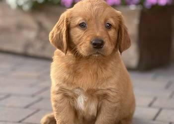 Szczeniaki Golden retriever z Rodowodem