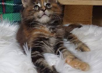 Maine Coon Kotka  w opcji hodowlanej Rodowód FPL