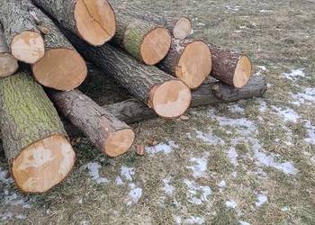 Sprzedam drzewo olcha (olszyna)