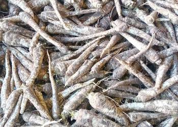 Sprzedam pietruszkę