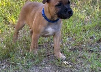Staffik, Staffordshire Bull terrier