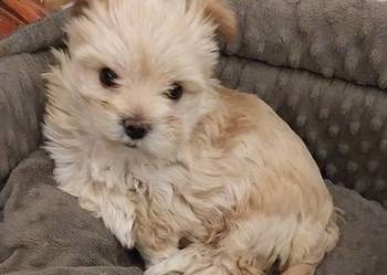 Samica Golddust Terrier biało-złota