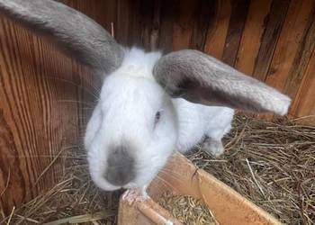 Sprzedam króliki Sprzedam króliki