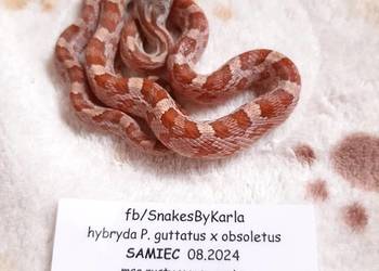 Wąż hybryda zbożówka x obsoleta (beastcorn) roczny samiec