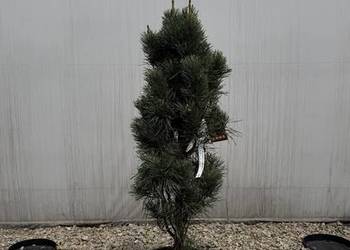 Sosna Sylvestris fastigiata "Glauca" 100-120cm