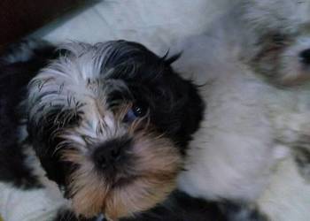 pieski Shih Tzu 3 dziewczyni i 3 chłopcow