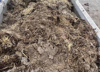 Przegniły obornik bydleco koński mieszany 25t prosto na pole