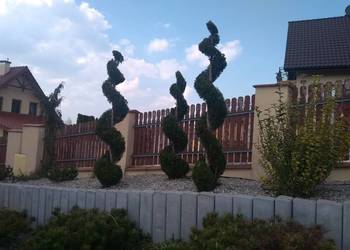 Przycinanie tui, drzew i krzewów