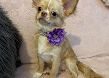 Śliczna sunia - Chihuahua długowłosa