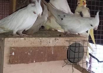 Sprzedam Nimfy Faliste