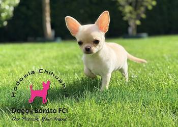 CHIHUAHUA, ZKwP FCI drobna dziewczynka krótkowłosa po Championach