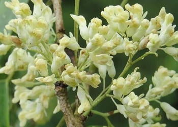 DALBERGIA ASSAMICA Dalbergia assamica - NASIONA 100g