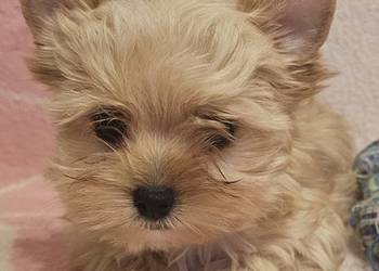 Yoreczka - Przepiękna dziewczynka - Golddust