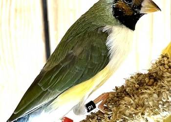 Amadyna wspaniała - samiczka 2025r