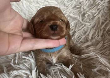 Piesek cockapoo mama cocker spaniel tata pudel toy badania genetyczne