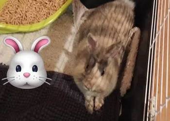 Śliczny królik miniaturka samiczka