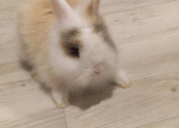 Królik miniaturka
