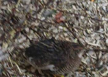 Sprzedam przepiórki chińskie