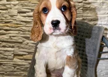 Cudowny piesek Cocker Spaniel Angielski Orange roan  z rodowodem