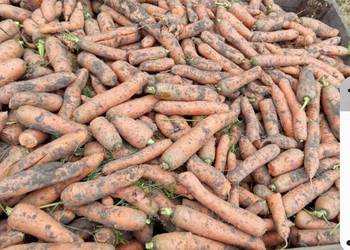 Marchewka niesortowana