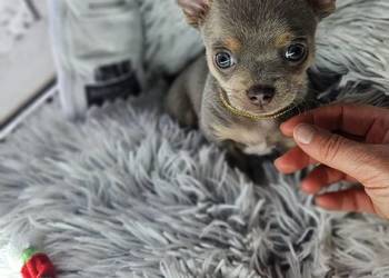 Mini piesek chihuahua