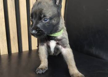 Owczarek Belgijski Milanois