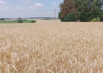Słoma, pszenżyto 10ha