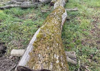 Drzewo orzecha włoskiego 2 szt - 5,5 m i 4 m, średnica 60 cm