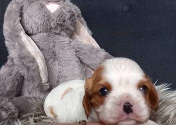 Cavalier King Charles Spaniel