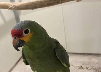 Amazonka. żółtolica samiec 2023r DNA