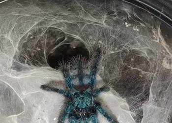 Ptasznik caribena versicolor 2 dc samica