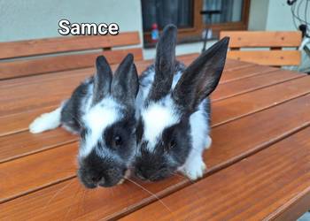 Witam Sprzedam króliki samice i samiczka