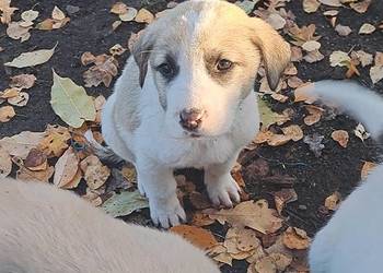 Owczarek środkowoazjatyczki szczenię