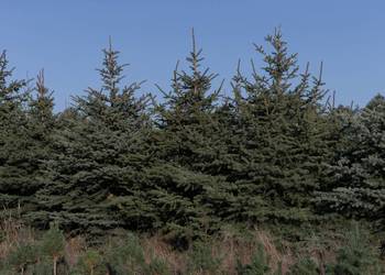 Świerk kłujący (Picea pungens) 200-250 cm, z gruntu – HURT