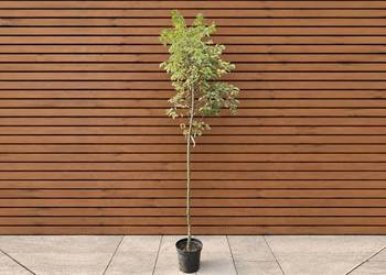 Wiąz polny 'Argenteovariegata', wys. 260 cm