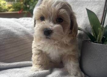 Maltipoo sunia F1