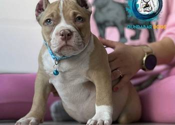 American Bully ABKC Gundabar Dogs