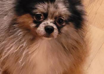 Szpic miniaturowy pomeranian