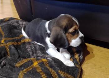 Sprzedam szczeniaka rasy Beagle