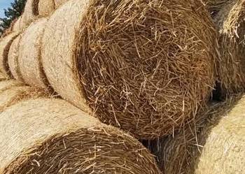 Bele słomy z pszenicy