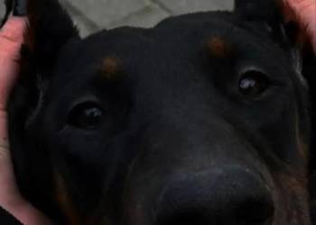 Dobermanka 2 lata prawie