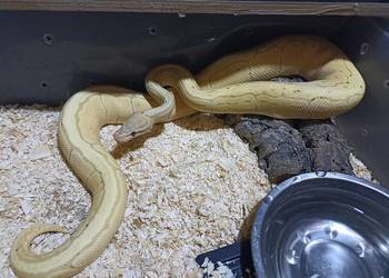 Samica pyton królewski banana pinstripe